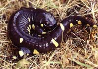 cal_tiger_salamander
