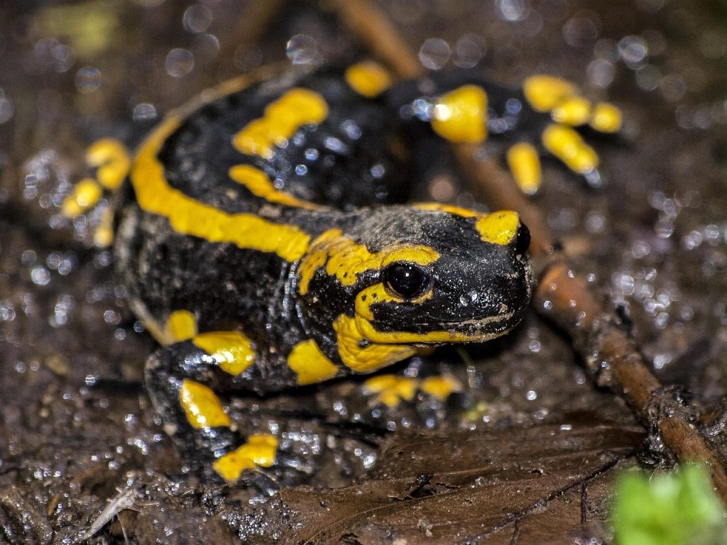 salamander, fire salamander, amphibians, nature, animal, salamander, salamander, salamander, salamander, salamander
